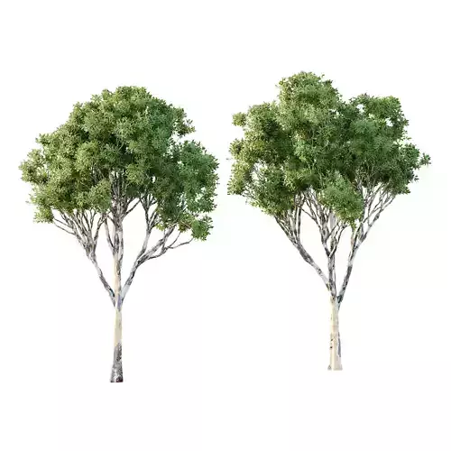 Sydney Blue Gum Tree 02