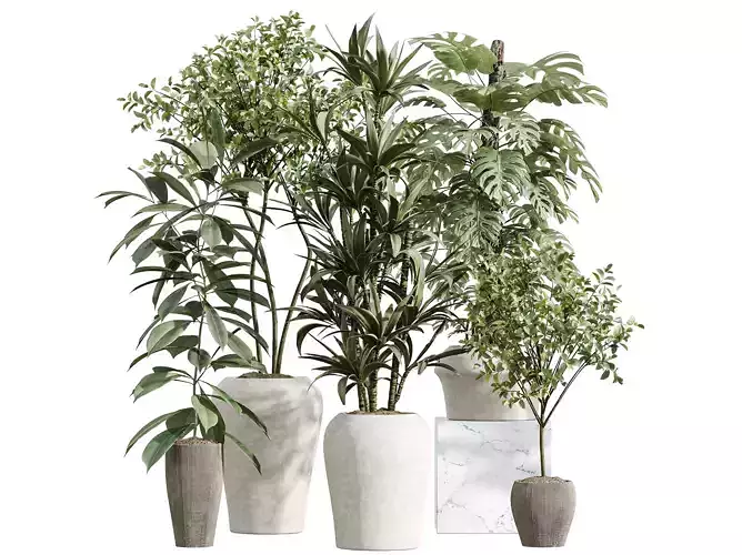 AV Indoor Plants Set 259 Olive Dracaena Monstera Deliciosa