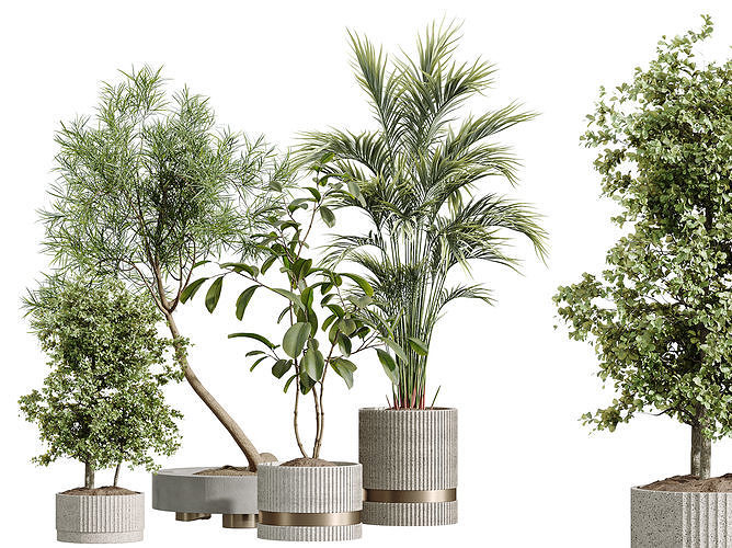 AV Indoor Plants Set 260 Palm and Ficus Marginata and Olive 3D model