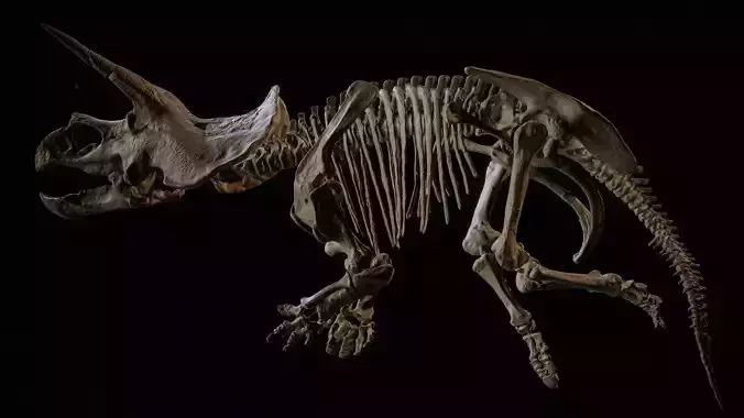 Triceratops Skeleton 3D Model Full Dinosaur Fossil Scan