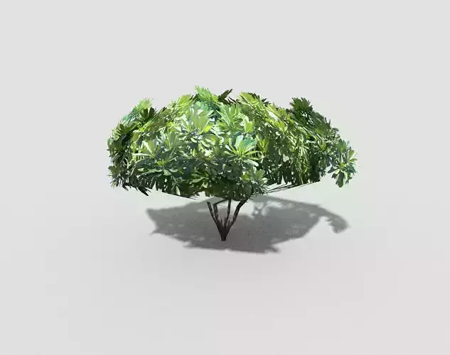 Tree plant