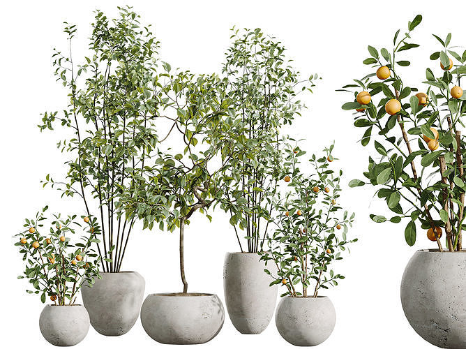 AV Indoor Plants Set 261 Olive Eucalyptus Ficus Orange Tree 3D model