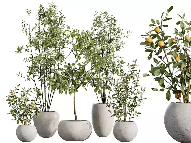 AV Indoor Plants Set 261 Olive Eucalyptus Ficus Orange Tree