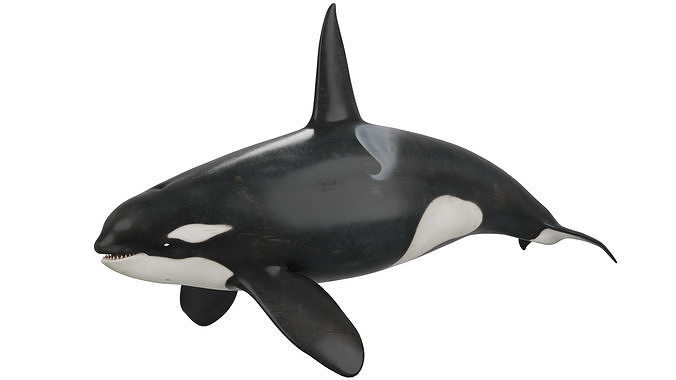 Killer Whale 3D model
