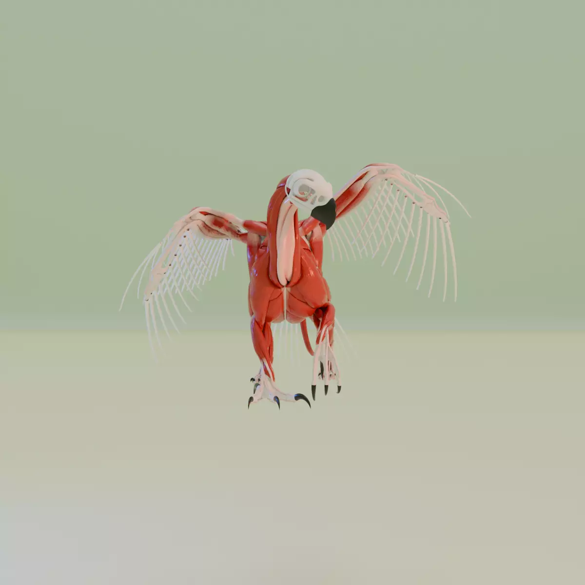gryphon anatomy 3D model