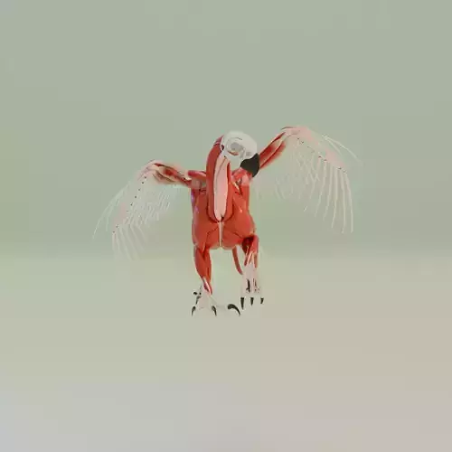 gryphon anatomy 3D model