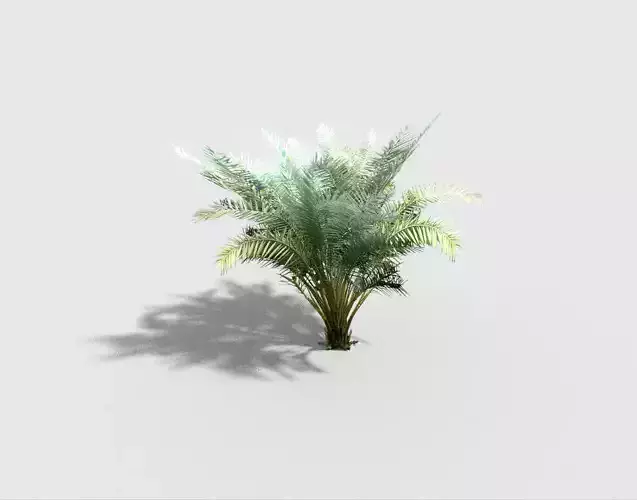 palm plant