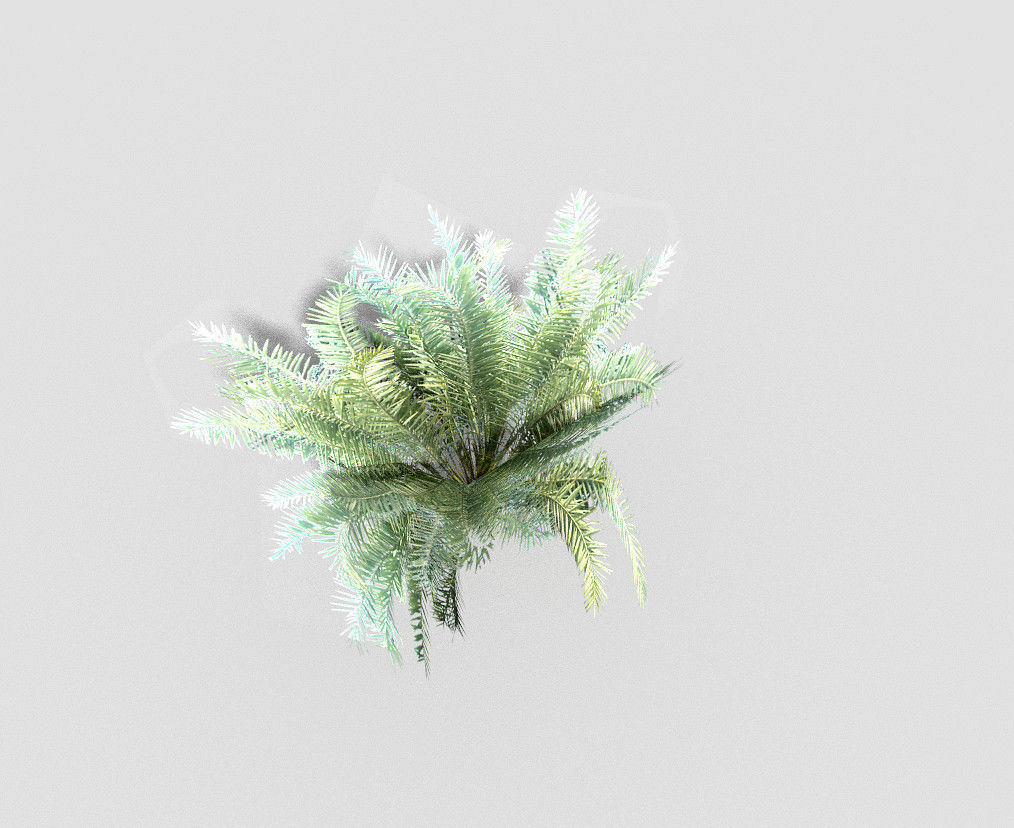 palm plant Low-poly 3D model_2