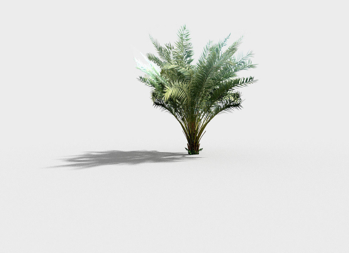 palm plant Low-poly 3D model_3