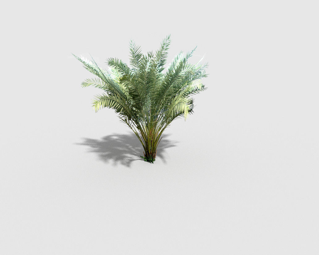 palm plant Low-poly 3D model_4