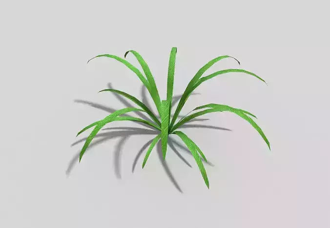 Plant grass