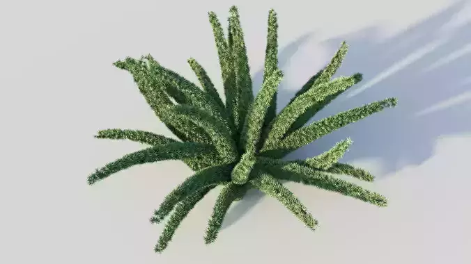 Realistic Asparagus Densiflorus Plant - ArchViz Ready 3D Model 3D model