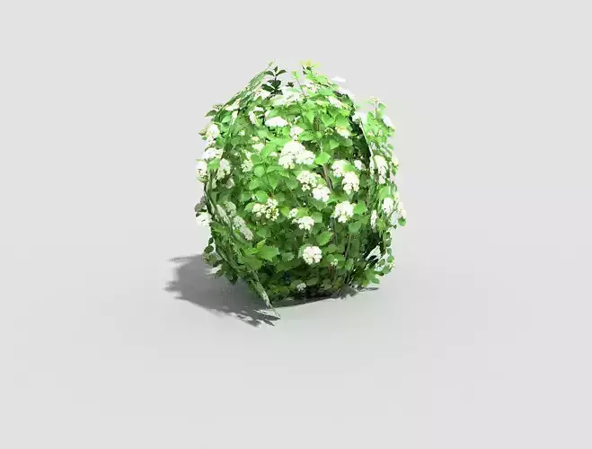 Shrub moss ball