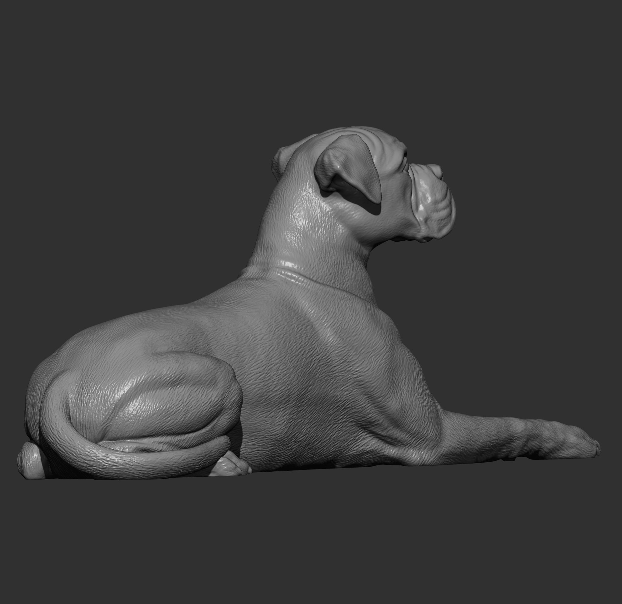  boxer dog lying down 3D print model_10