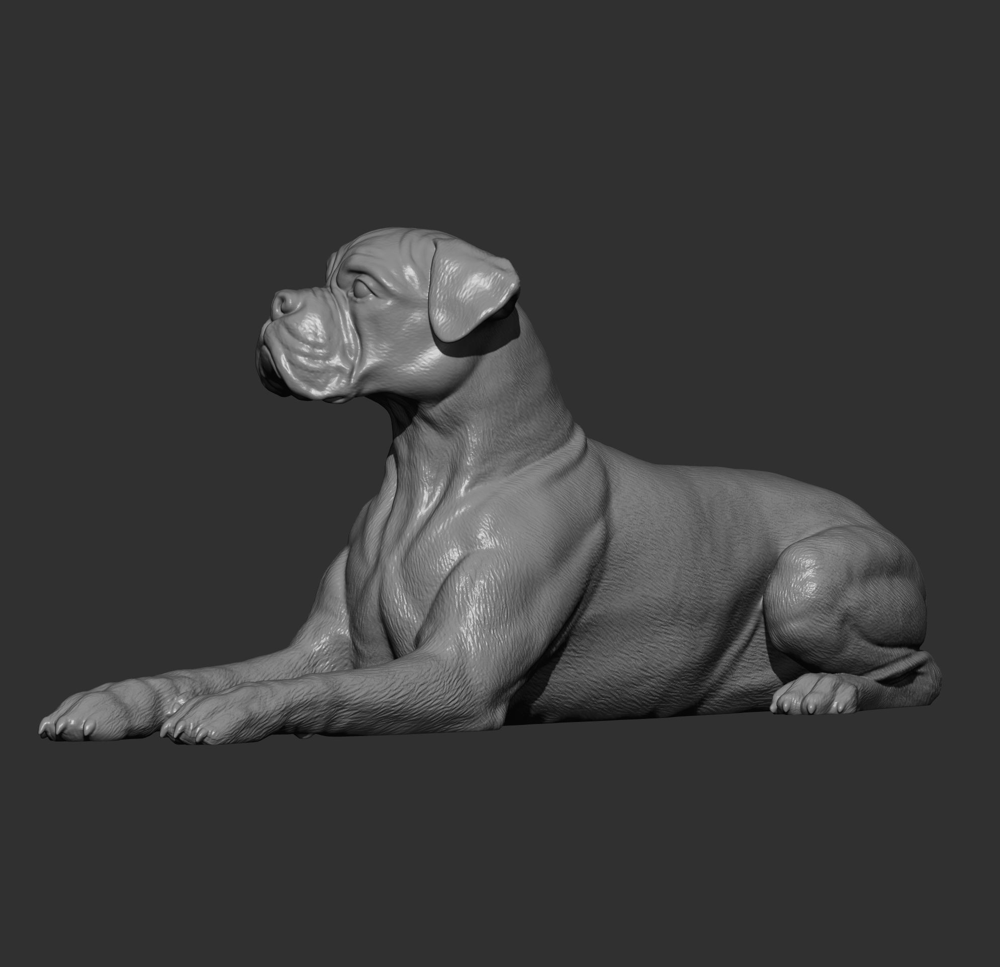  boxer dog lying down 3D print model_9
