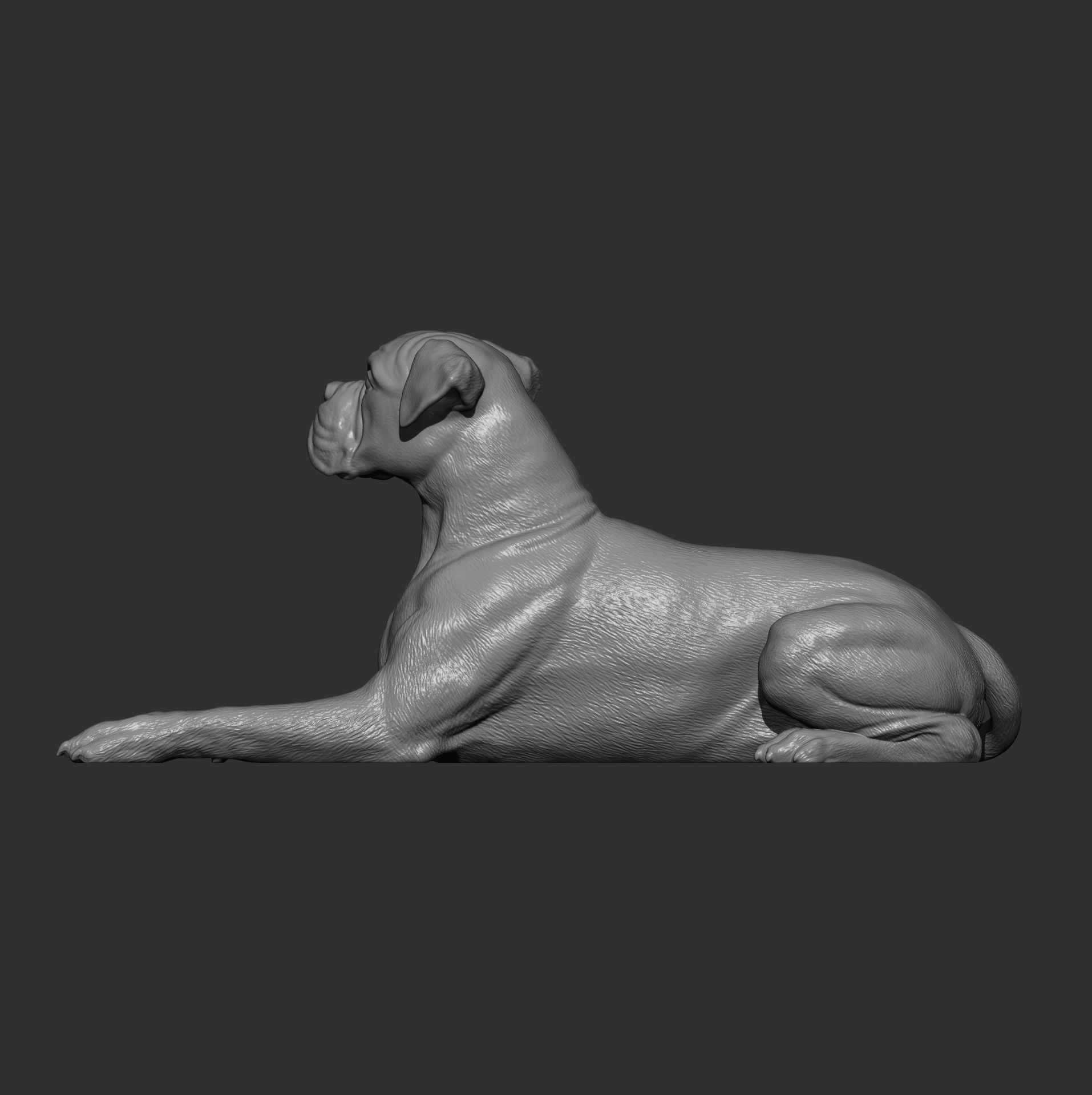  boxer dog lying down 3D print model_12
