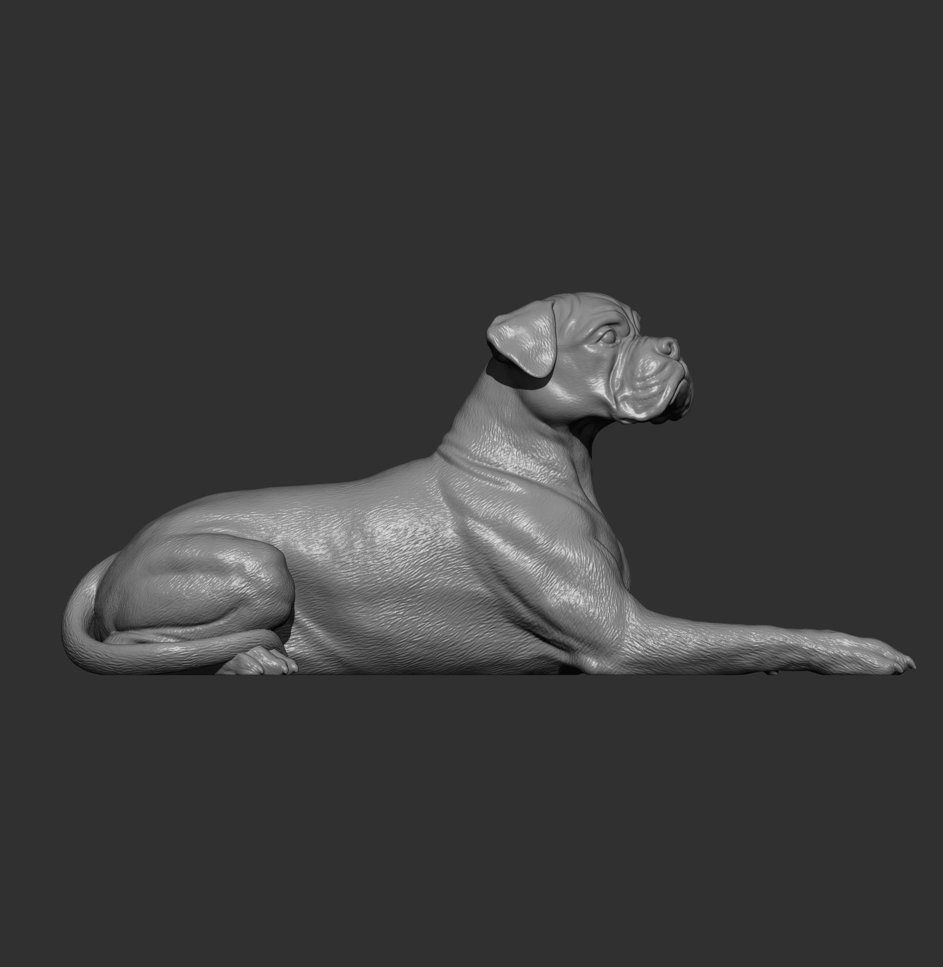  boxer dog lying down 3D print model_11