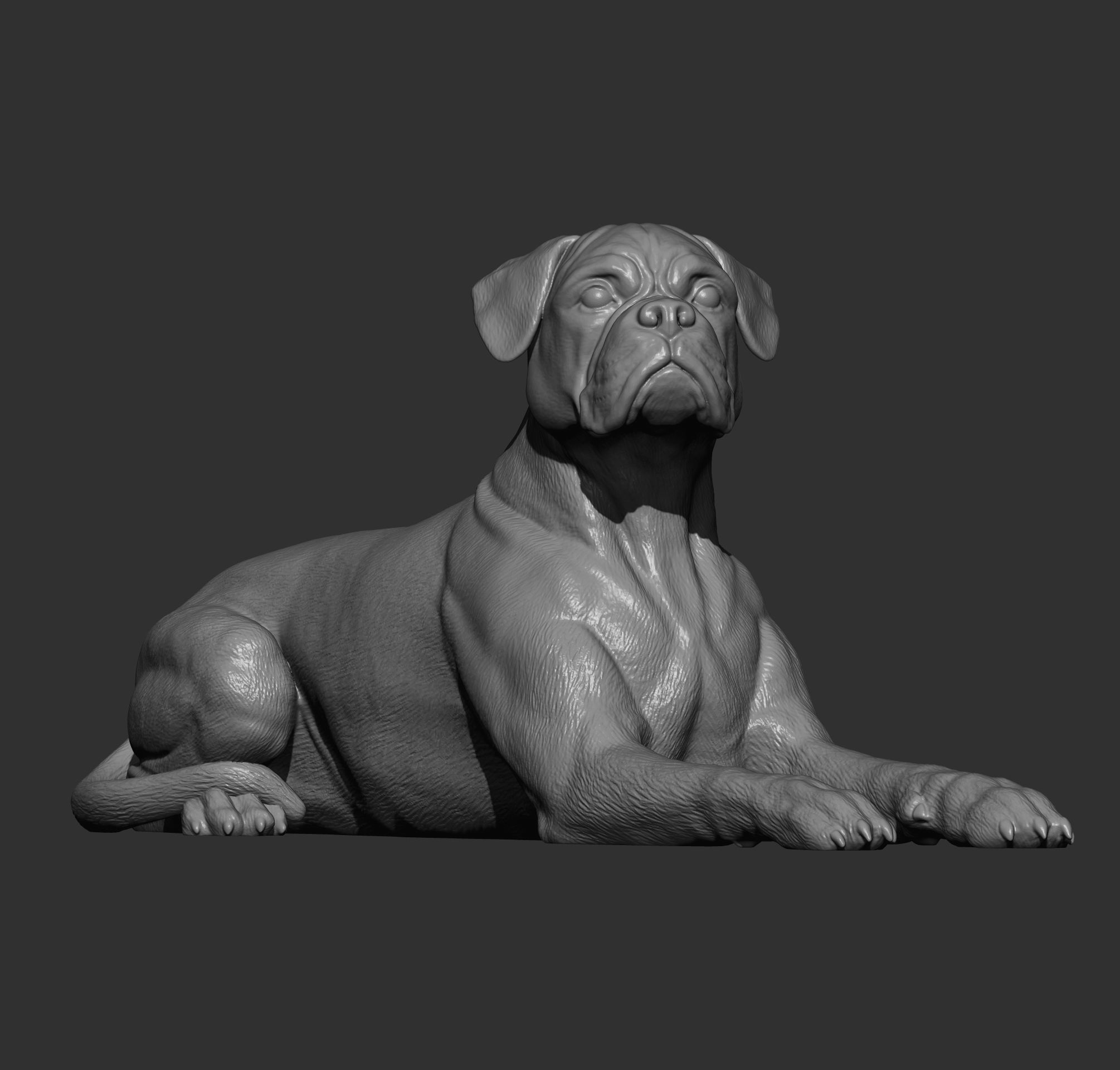  boxer dog lying down 3D print model_6