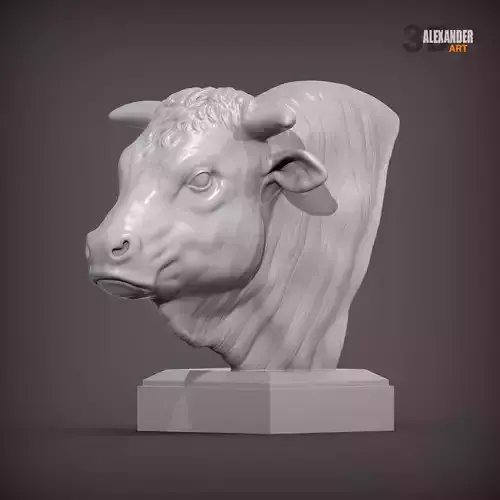 Charolais bust