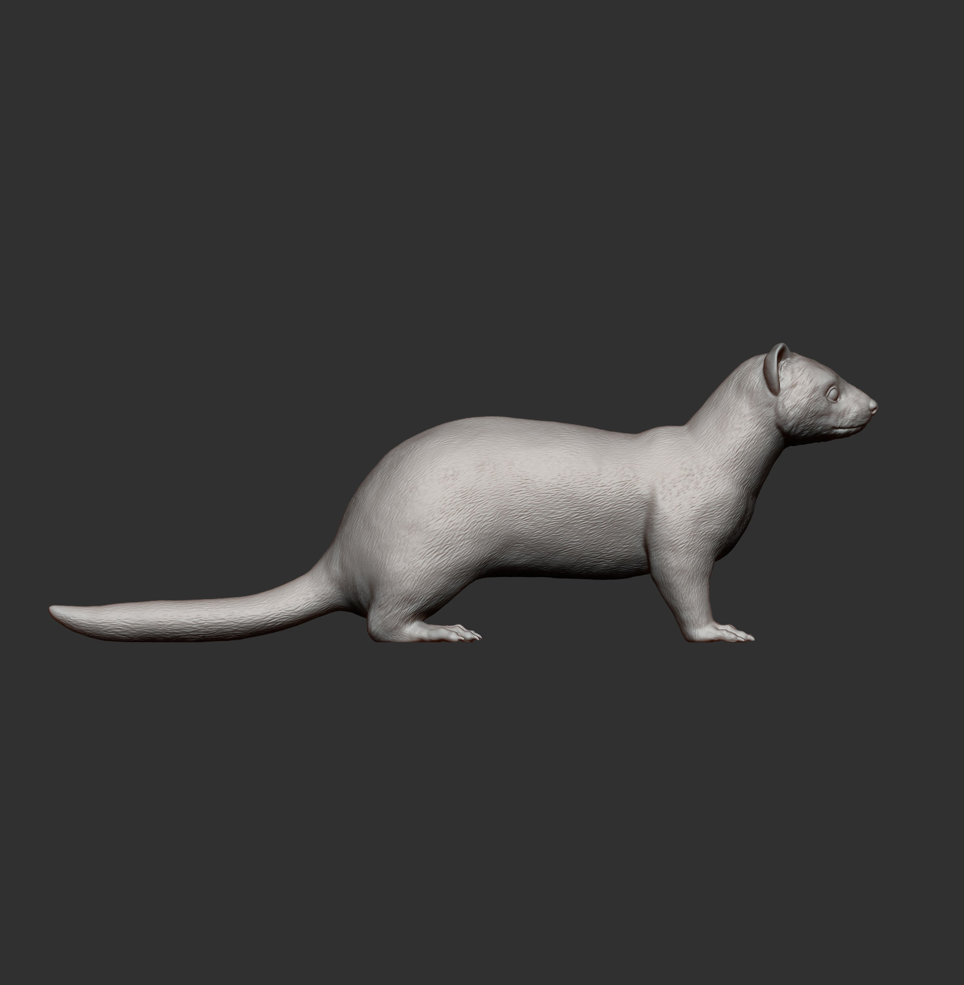 ferret 3D print model_6
