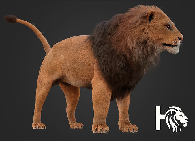 MALE LION 3D model