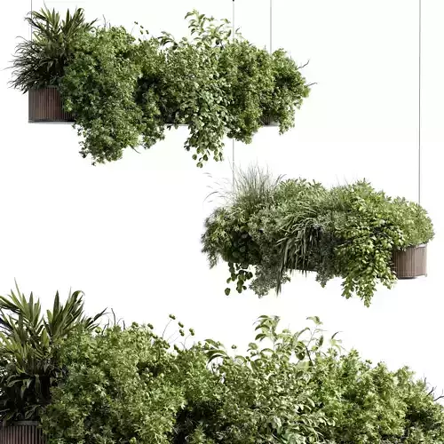 Hanging Plants - Indoor plant 505 corona