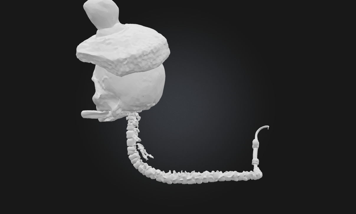 Skeleton Gentleman  Stylized Undead Character  3D model_7