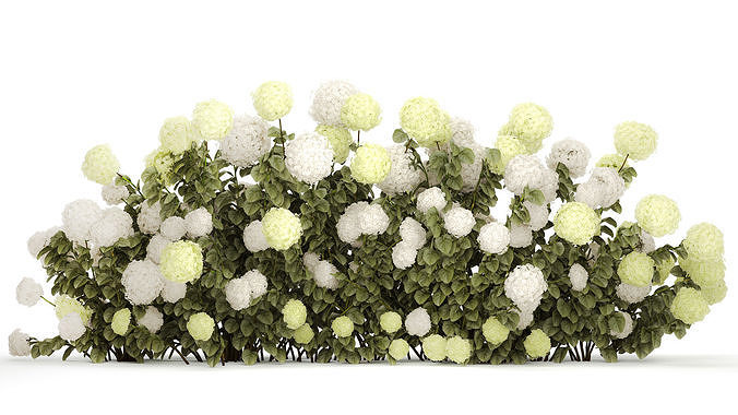 Bushes white green flowering hydrangea garden 1477 3D model