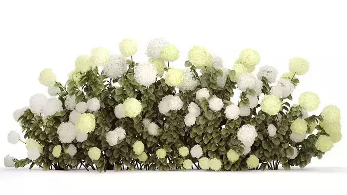 Bushes white green flowering hydrangea garden 1477