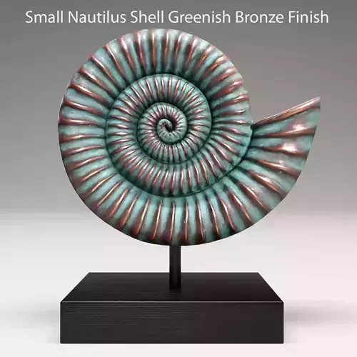 ammonite shell 3D model