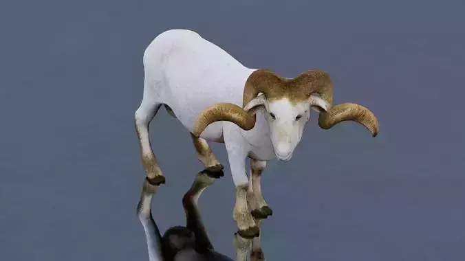 Arles Merino sheep Low-poly 3D model