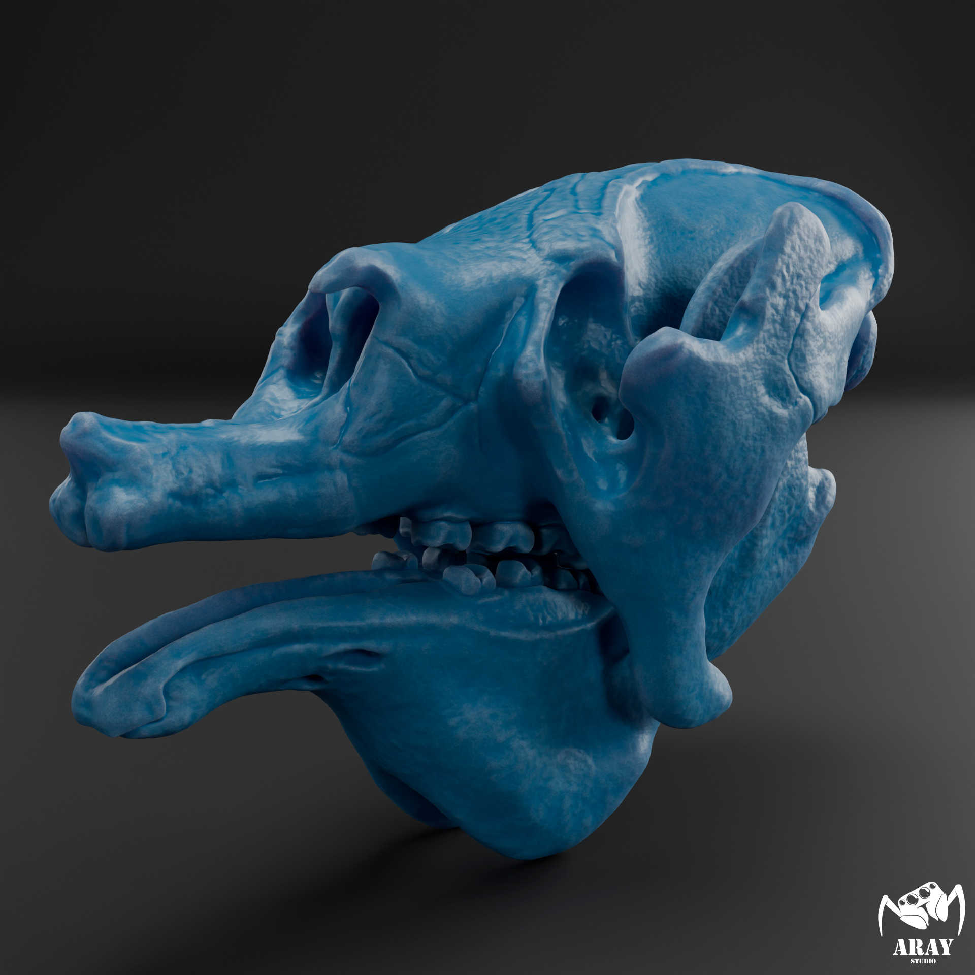 Megatherium americanum - giant ground sloth skull 3D print model_8