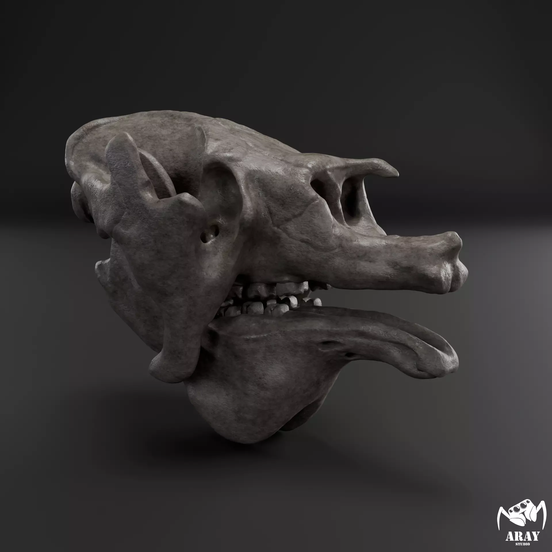 Megatherium americanum - giant ground sloth skull 3D print model_0