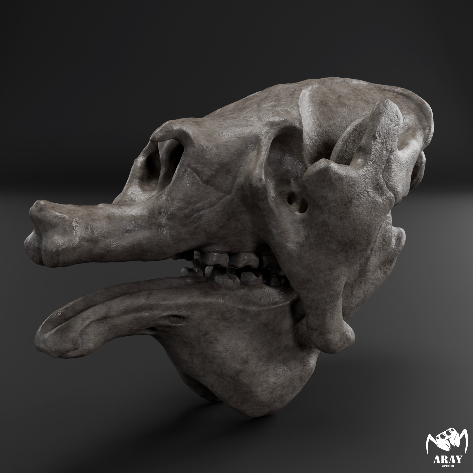 Megatherium americanum - giant ground sloth skull 3D print model_2