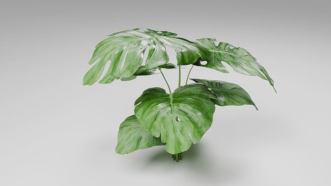 Tropical Monstera Plant 3D model