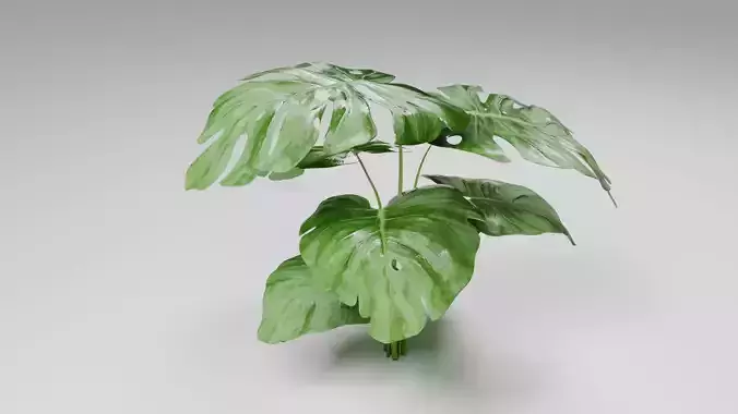 Tropical Monstera Plant