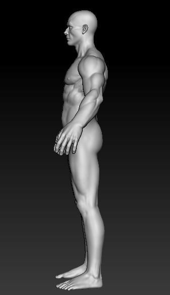 Muscular Base Model 3D model_5