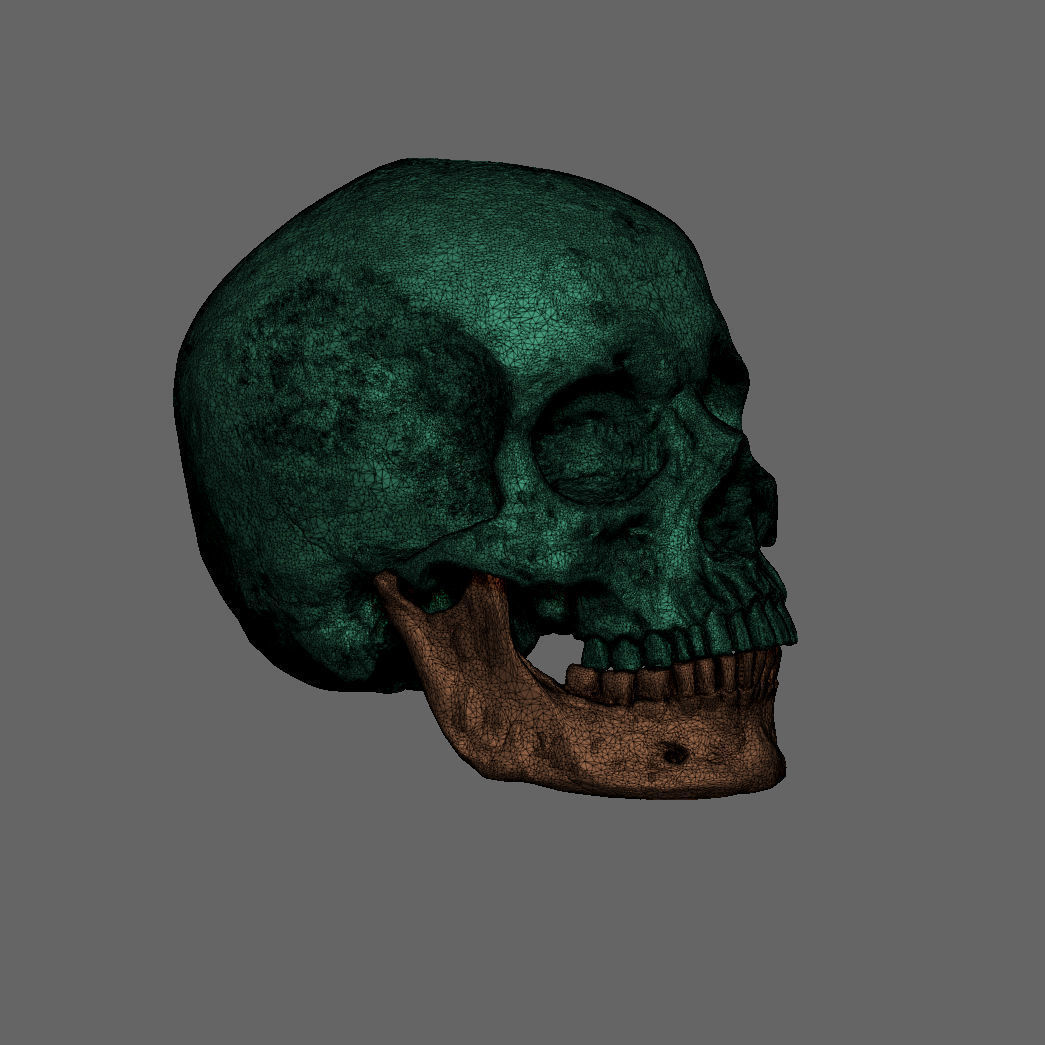 skull 3D print model_8