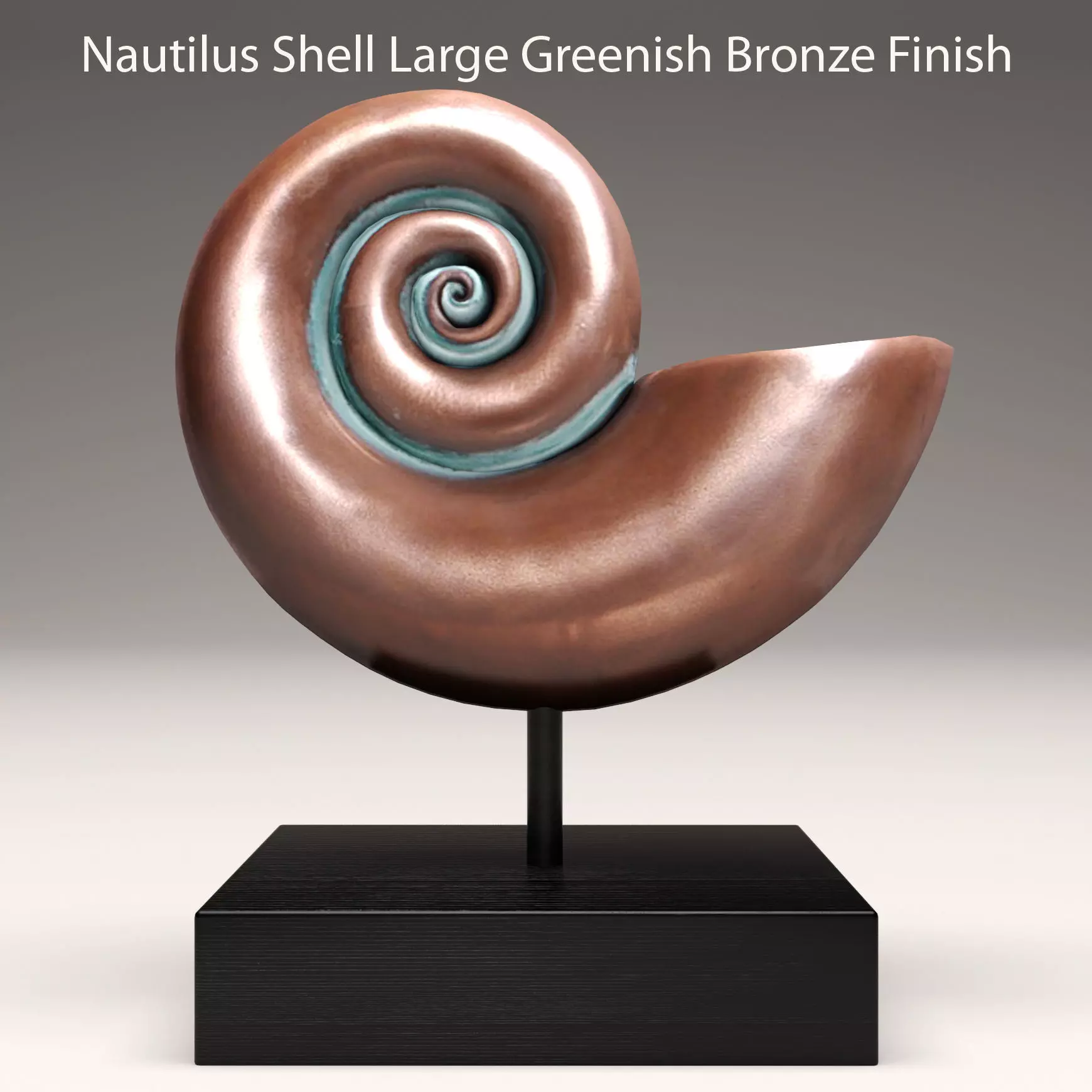 shell nautilus 3D model_0