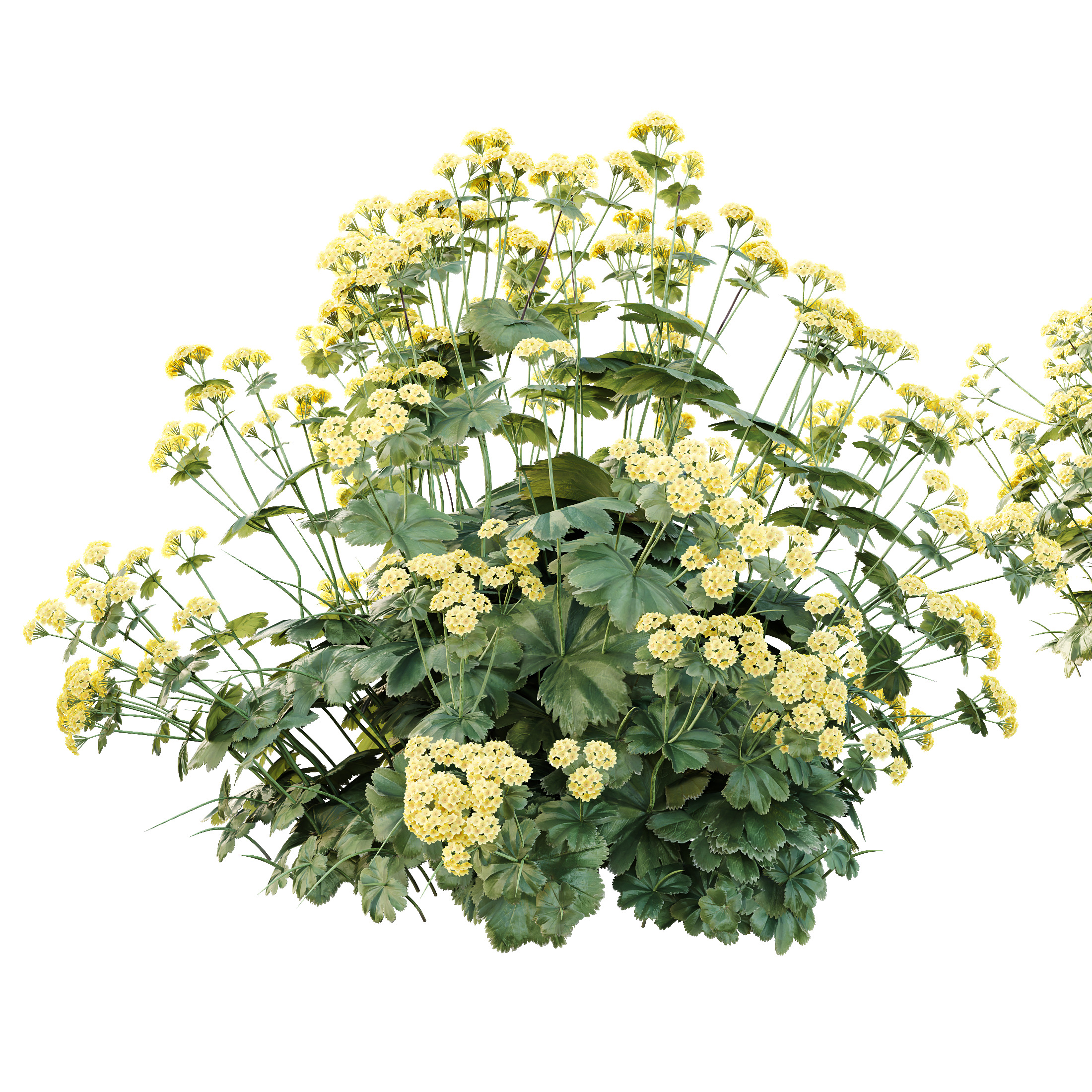 AV 12 different Spring bush Alchemilla and Macrothelypteris Fern 3D model_5