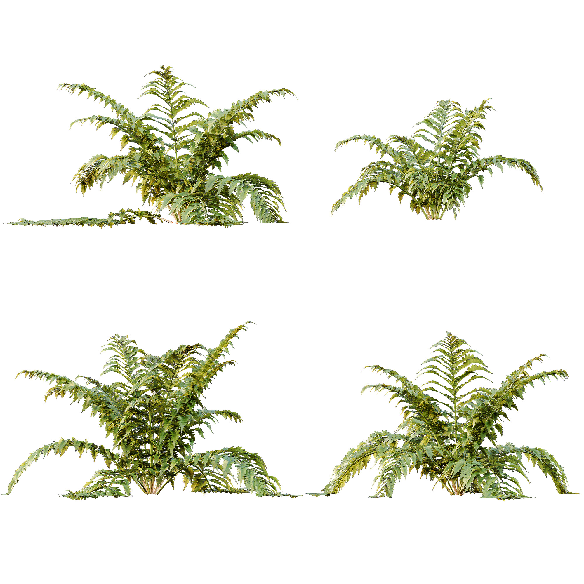 AV 12 different Spring bush Alchemilla and Macrothelypteris Fern 3D model_11