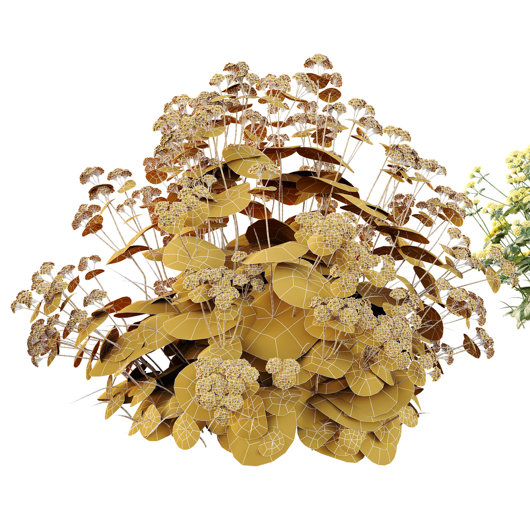 AV 12 different Spring bush Alchemilla and Macrothelypteris Fern 3D model_14