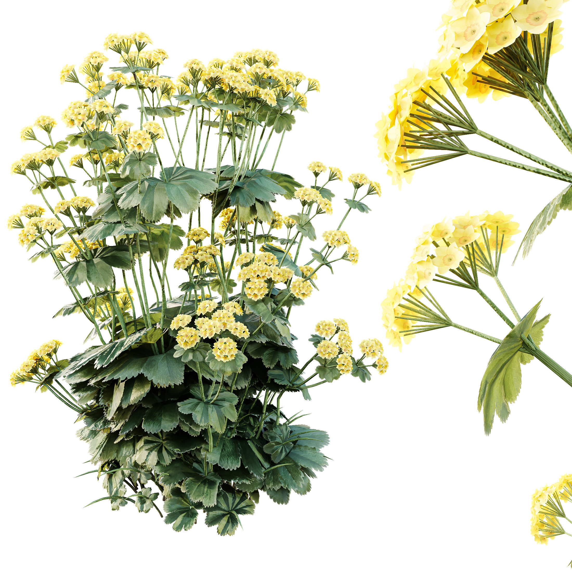 AV 12 different Spring bush Alchemilla and Macrothelypteris Fern 3D model_3