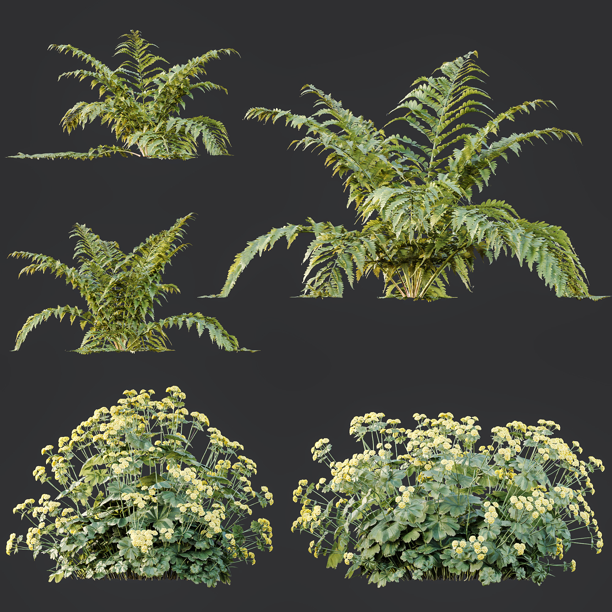 AV 12 different Spring bush Alchemilla and Macrothelypteris Fern 3D model_10