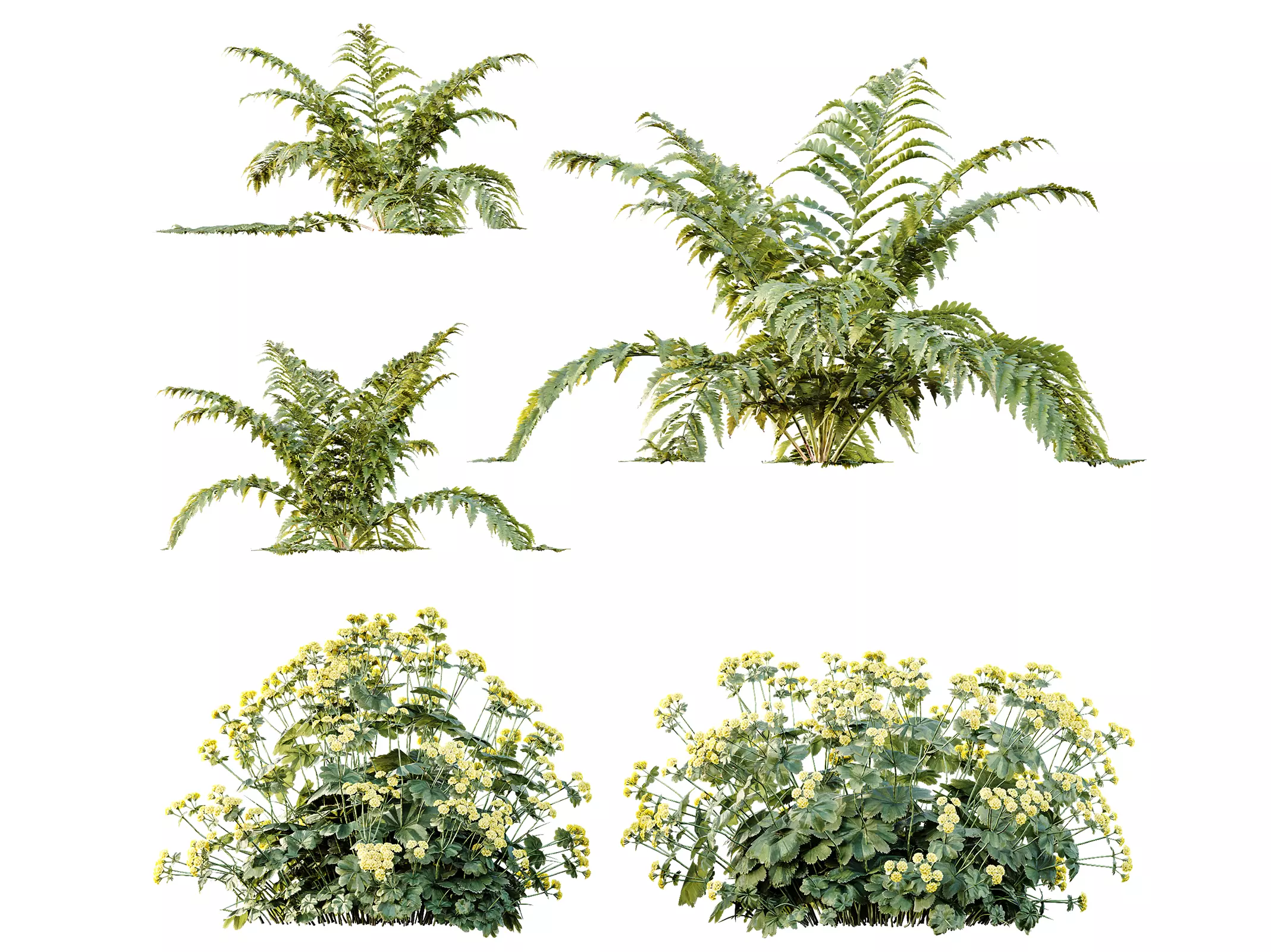 AV 12 different Spring bush Alchemilla and Macrothelypteris Fern 3D model_0