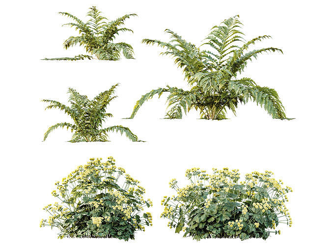 AV 12 different Spring bush Alchemilla and Macrothelypteris Fern 3D model