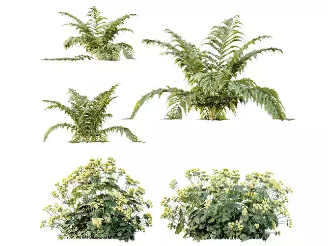 AV 12 different Spring bush Alchemilla and Macrothelypteris Fern 3D model