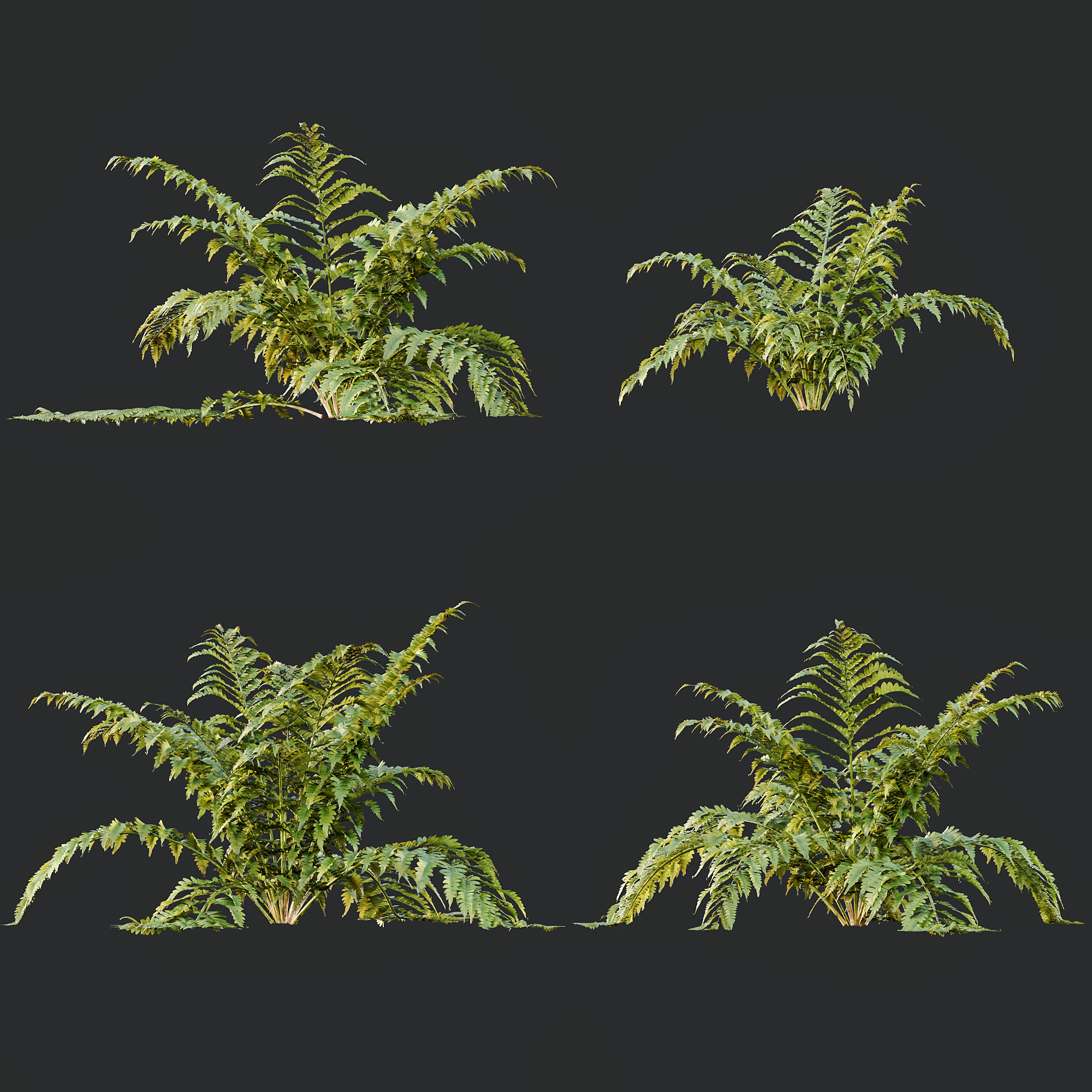 AV 12 different Spring bush Alchemilla and Macrothelypteris Fern 3D model_9