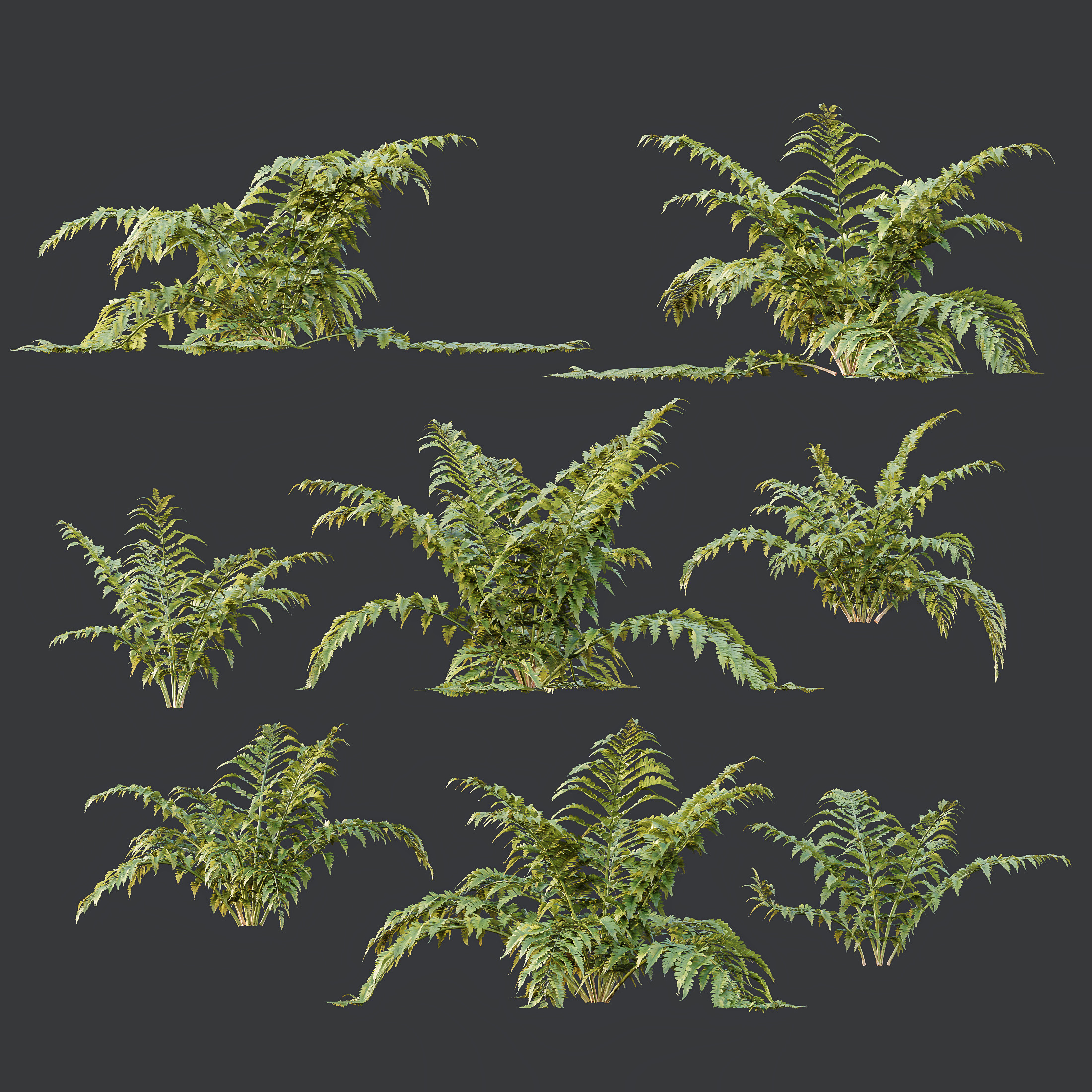 AV 12 different Spring bush Alchemilla and Macrothelypteris Fern 3D model_7