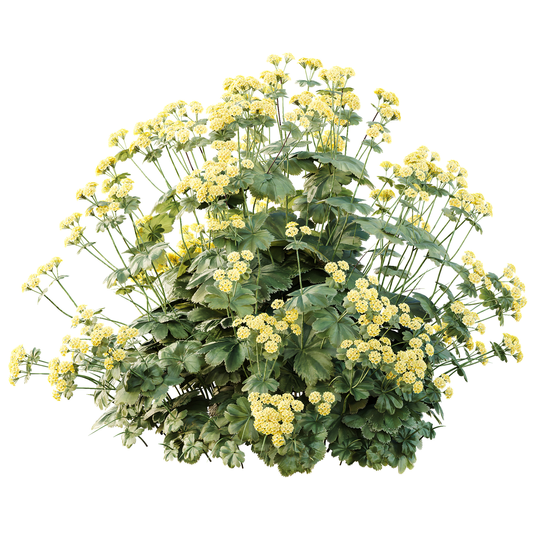 AV 12 different Spring bush Alchemilla and Macrothelypteris Fern 3D model_1